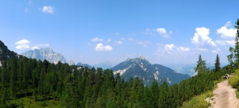 foresta