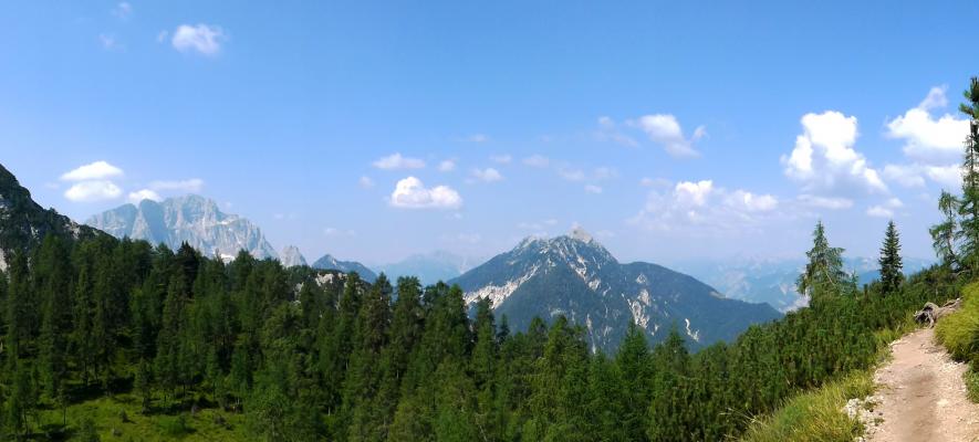 foresta